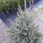 Smrek pichľavý (Picea pungens) ´GLAUCA´ – výška 120-150 cm, kont. C20L